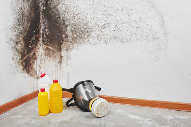 Best Mold Removal and Inspection  in Central, SC