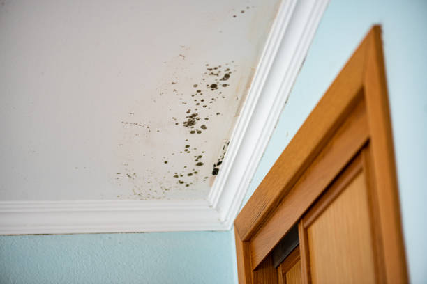 Best Toxic Mold Removal  in Central, SC