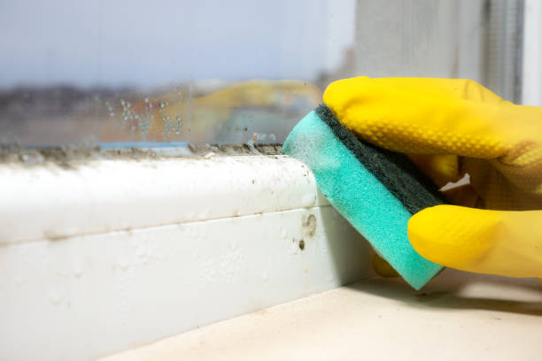 Professional Mold Removal in Central, SC