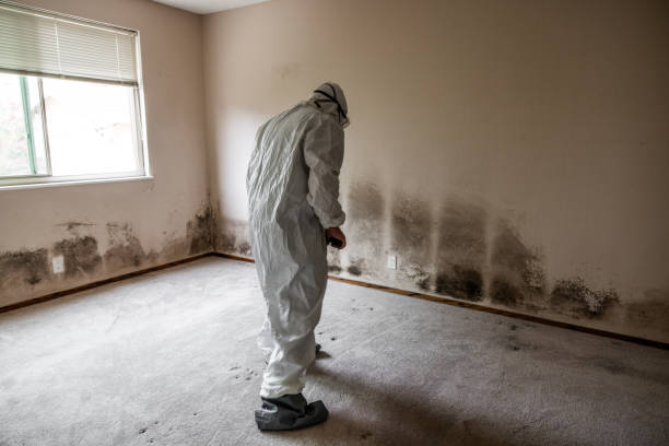 Best Residential Mold Removal  in Central, SC