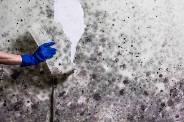 Best Office Mold Removal Services  in Central, SC