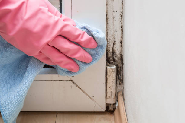 Best Certified Mold Removal  in Central, SC